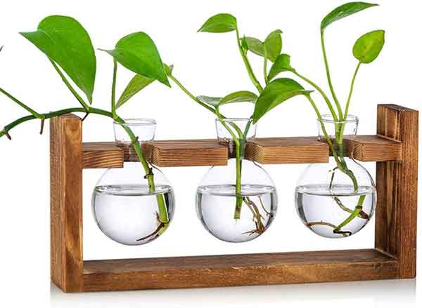 Money Plant in Glass Flask Stand