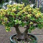 sunset-jade-plant-crassula-ovata
