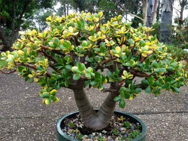 Sunset Jade Plant