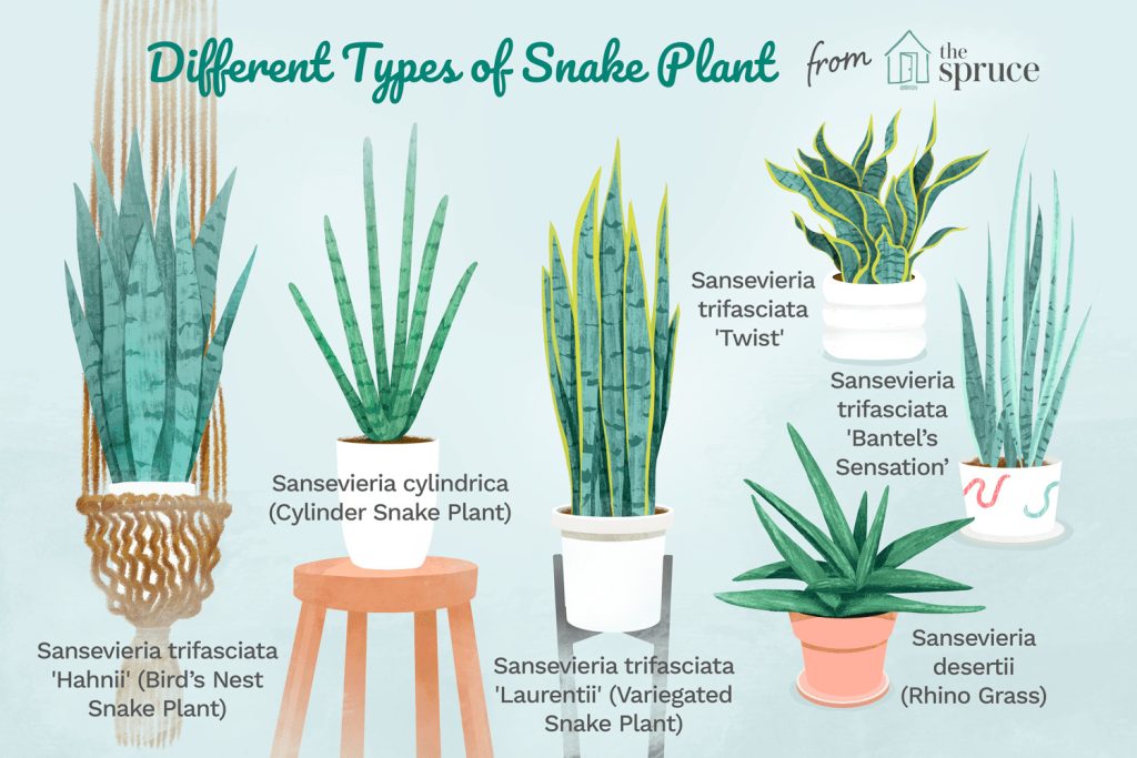 Types of Snake Plant