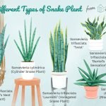 types-of-snake-plant
