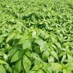 corchorus-capsularis-jute