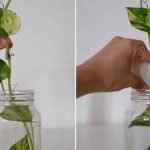 grow-money-plant-faster