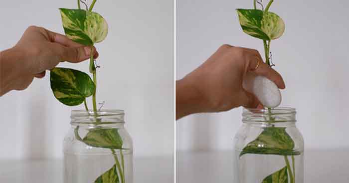 grow money plant in water faster