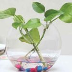 grow-money-plant-water-faster