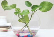 grow money plant faster in water