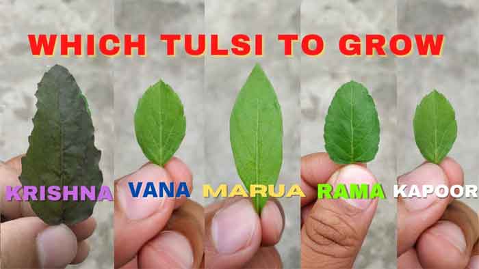 growing tulsi plant