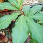 insulin-plant-original