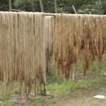 jute-plant-extraction