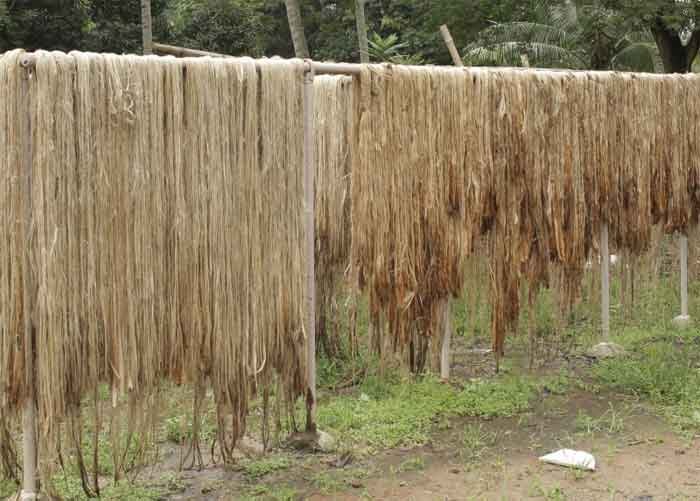 jute plant fiber extraction