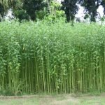 jute-plant-images