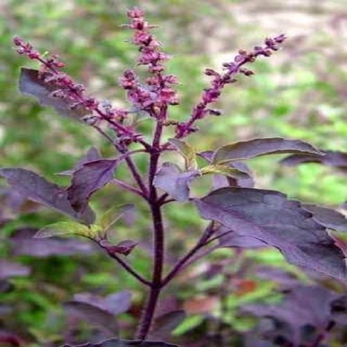 krishna tulsi plant benefits