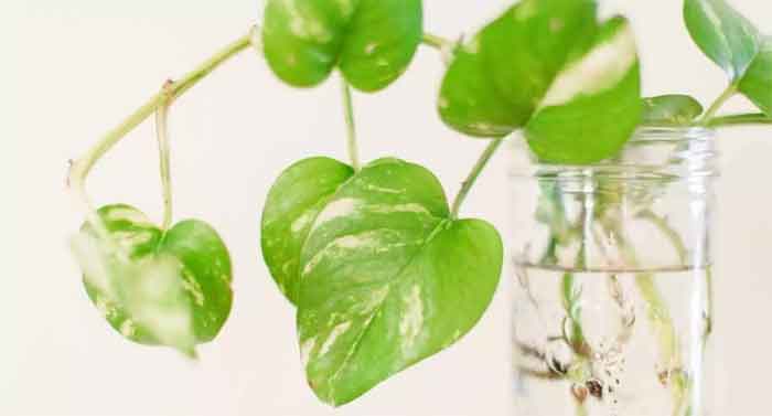 how to grow money plant in water faster