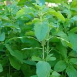 nurserylive-rama-tulsi-plant-holy-basil-ocimum-sanctum-green-plant-benefits