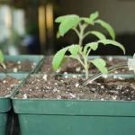 plants-fertilizer