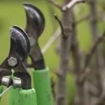 plants-pruning