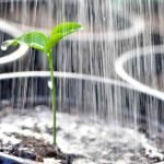 plants-watering