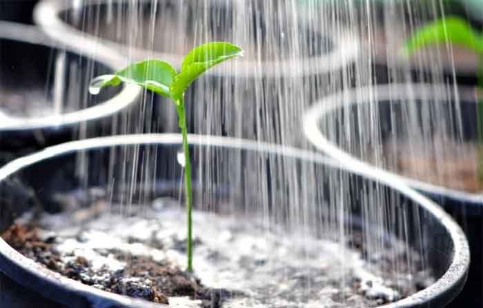 Watering a plant