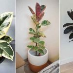 rubber-plant-benefits