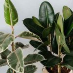 rubber plant care types and benefits