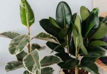 rubber plant care types and benefits