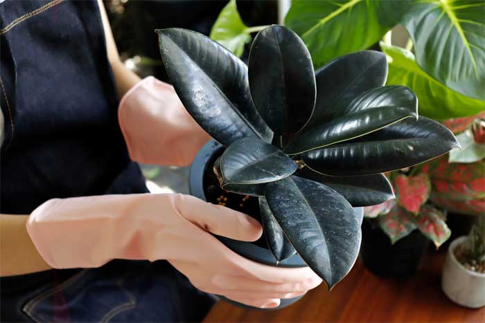 rubber plant care & benefits