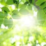 sunlight-for-plants