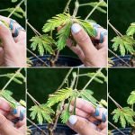 touch-me-not-mimosa-pudica-plant