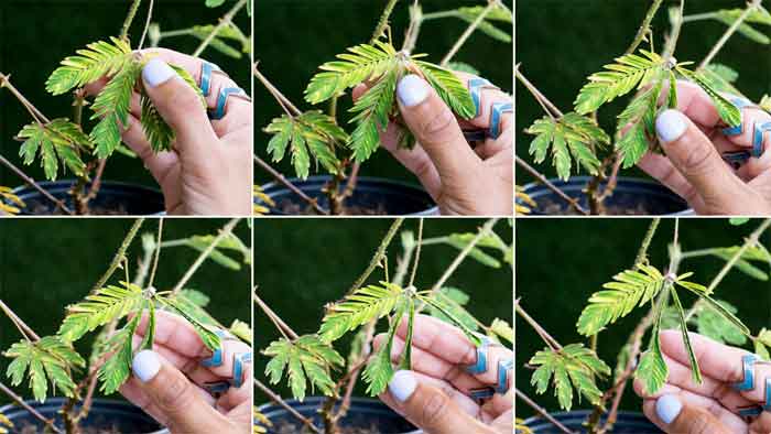 touch me not mimosa pudica plant