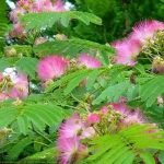 touch-me-not-or-mimosa-pudica-plant