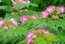 Mimosa Pudica or Touch me Not Plant