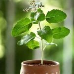 tulsi-mandir-design-for-home