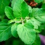 tulsi-plant-care-benefits-types-uses-grow
