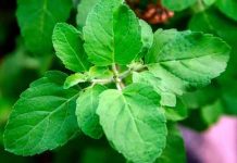 tulsi plant types benefits uses and care