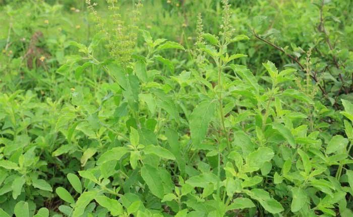 types of tulsi plant