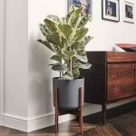 varigated-rubber-plant