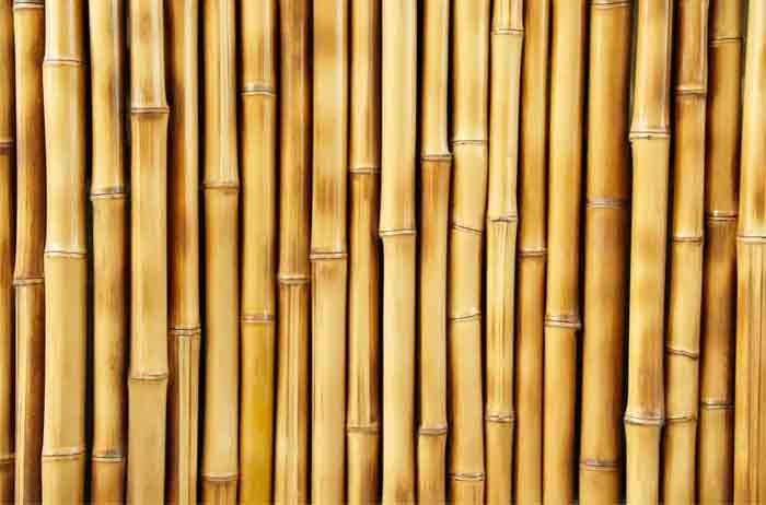 Bamboo Wood