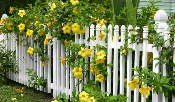 Raised Flower Beds