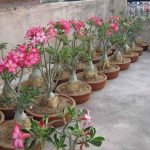 adenium-plant-desert-rose