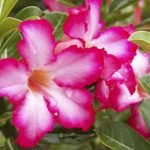 adenium-plant-desert-rose-impala-lily