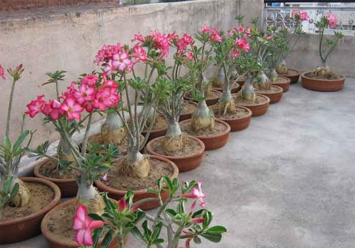 Adenium Plant Desert Rose