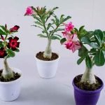 adenium-plant-impala-lily-desert-rose