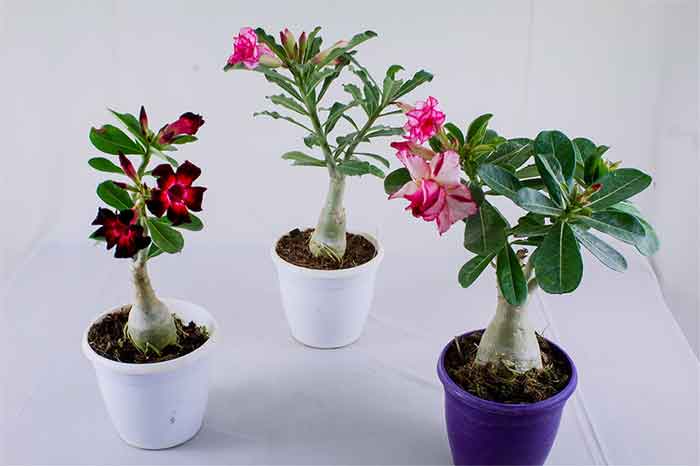 Adenium Plant, Impala Lily, Desert Rose