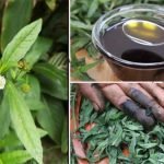 bhringraj-plant-benefits