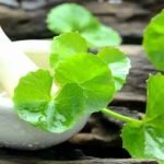 brahmi-plant-benefits-care