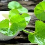 brahmi-plant-health-benefit