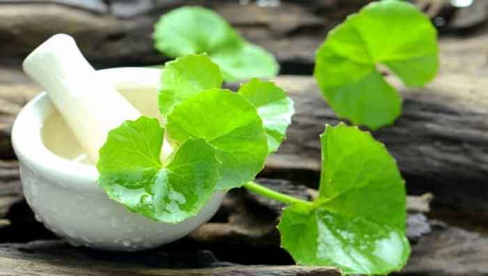 brahmi plant health benefits
