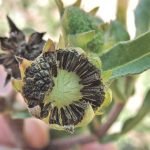 caring-bhringaraj-plant