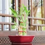 feng-shui-bamboo-plant