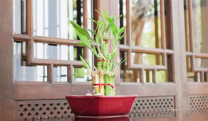 lucky bamboo plant in feng shui